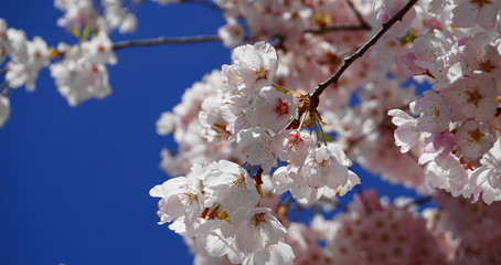 Delicate and beautiful cherry blossom on blue background. Sakura blossom. Japanese cherry blossom.