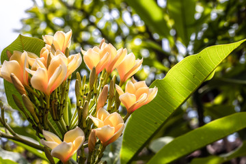 Fototapeta premium Yellow cambodia flower