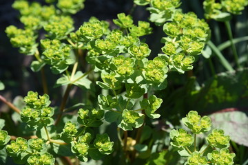 Spurge (Euphorbia helioscopia)