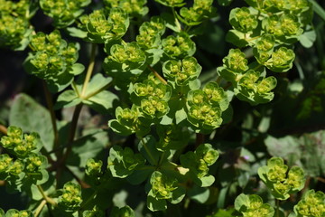 Spurge (Euphorbia helioscopia)