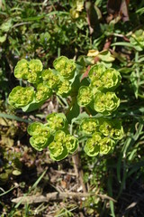 Spurge (Euphorbia helioscopia)