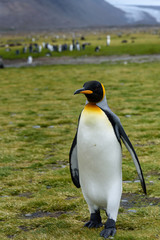 Fototapeta premium Portrait of confident King Penguin standing tall on the grass of the Salisbury Plain, large colony in the background, South Georgia