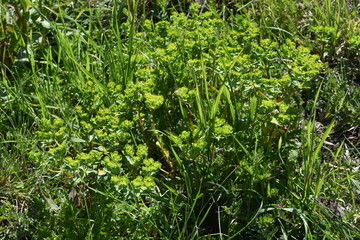 Obraz premium Spurge (Euphorbia helioscopia)
