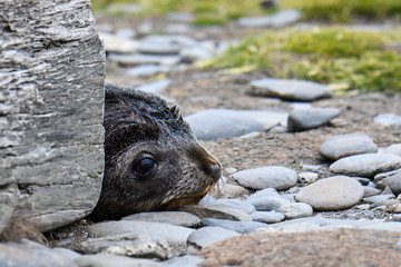 Adorable fur seal pup with head peeking out from behind a wood block on the Salisbury Plain, South...