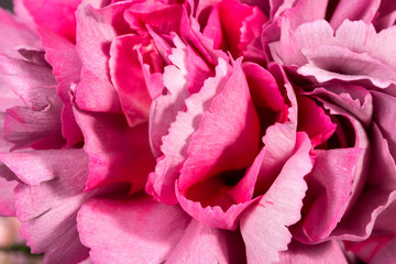 Background from flower of carnation (Dianthus) , delicate petals, close up
