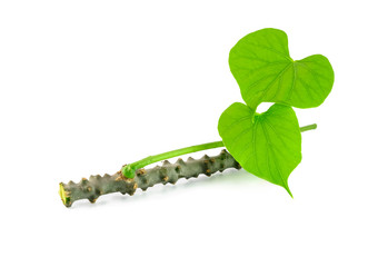 guduchi with leaf on white background