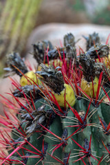 Close up on barrel cactus with fruit in Scottsdale Arizona