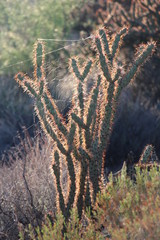 Spider Web on Cholla cactus in Scottsdale Arizona