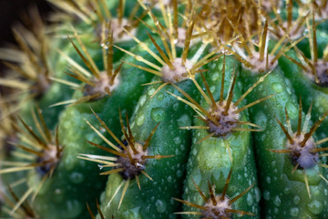 Naklejka na ściany i meble Close up of water dropplets on a barrel cactus in Scottsdale Arizona