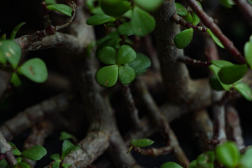 Dark green desert succulent