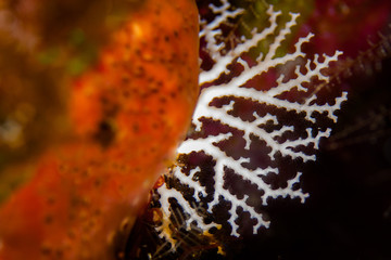 All white Rose Lace Coral with translucent hair-like polyps extended for feeding