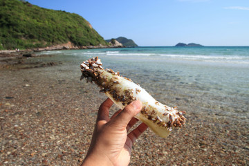 Plastic bottle waste Collected from the sea