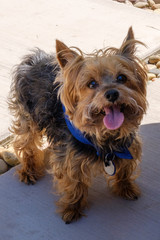 Yorkshire terrier smiling and looking directly at camera