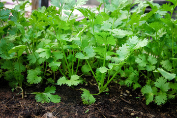 organic coriander in gardening food