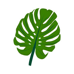 Vector. Tropical plant monstera isolated on white background