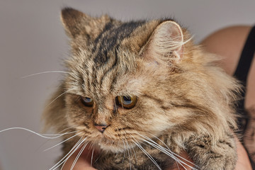 Siberian forest cat with large eyes