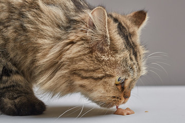 Siberian forest cat with large eyes