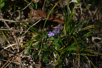 Scutellaria indica flowers