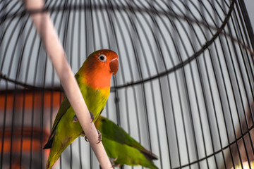 Litte parrot in a cage