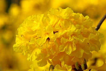 Cluster of dense tabebuia bright golden yellow flowers blossom in spring season