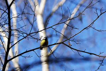 Little titmouse sitting on a branch against a blue sky