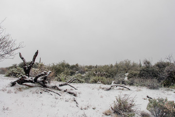 Snowy landscape in Scottsdale Arizona