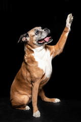  picture of a boxer dog on a black background