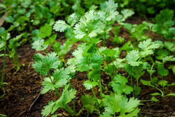 small field of organic coriander growing