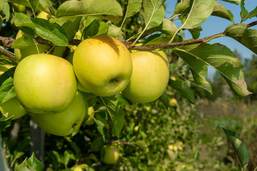 large ripe apples clusters hanging heap on a tree branch in an intense apple orchard
