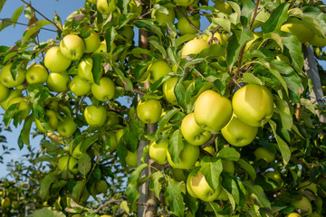 large ripe apples clusters hanging heap on a tree branch in an intense apple orchard