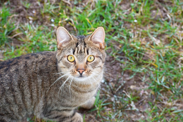 Naklejka na ściany i meble Brown striped domestic cat sitting and looking at camera on green grass outdoors in spring day, copy space for text.