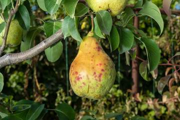 pear tree disease on leaves and fruits close up. Protection of the garden against fungus