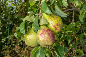 pear tree disease on leaves and fruits close up. Protection of the garden against fungus
