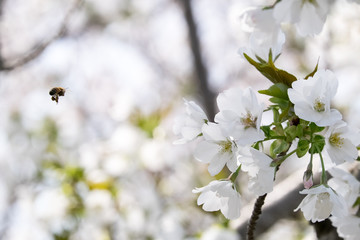 桜とミツバチ