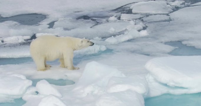 Polar Bear standing on broken sea ice 