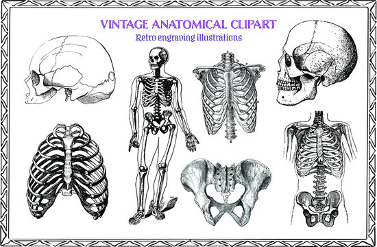 Engraving Set of Vintage anatomical image