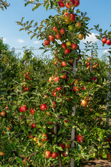 apple tree with fruits close up in the rays of the sun. Autumn harvesting ripe crop