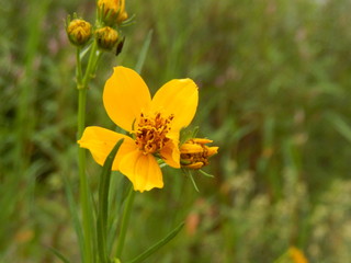 Flor amarilla orilla del rio Margarita