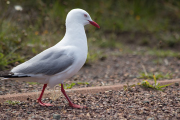 White gull with red beak at Cape Reinga, Northland, New Zealand