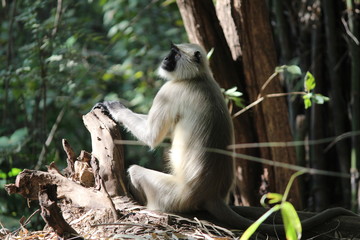 Monkey in forest