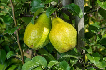 background texture of the branch of pear with fruits closeup. The concept of successful gardening, copy space