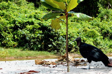 Vulture and chestnut tree on the beach of Camburi das Pedras in Ubatuba, São Paulo - Brazil.