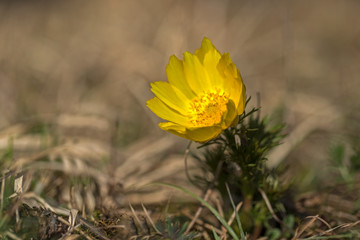 pheasant's eye, adonis vernalis, plant with yellow flowers blooming in early spring. Pheasant's eye...
