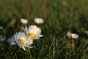Daisy field in lush green meadow