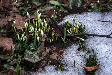 Beutiful first snowdrops closeup view. Spring landscape.Melting snow