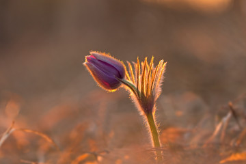 Fototapeta na wymiar Pasqueflower (Pulsatilla pratensis). Pulsatilla pratensis. Purple violet Flower bud close-up. Pasqueflower (Pulsatilla pratensis) in a magnificent backyard evening light.