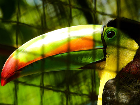 Tucan Naturaleza Animales Muchos colores Ambiente 