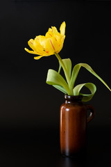 Gelbe Tulpe (gefüllte Blüte)