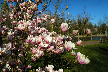 Pink flowers of blossoming magnolia tree Saucer Magnolia in the springtime in a park with a river.