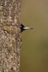 Black woodpecker, Dryocopus martius perched on tree.